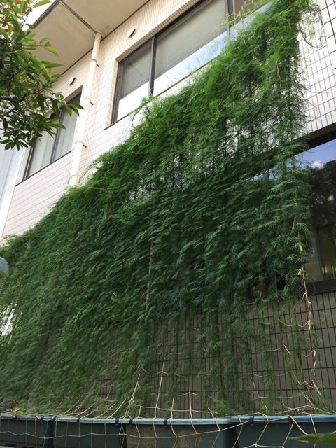 外来